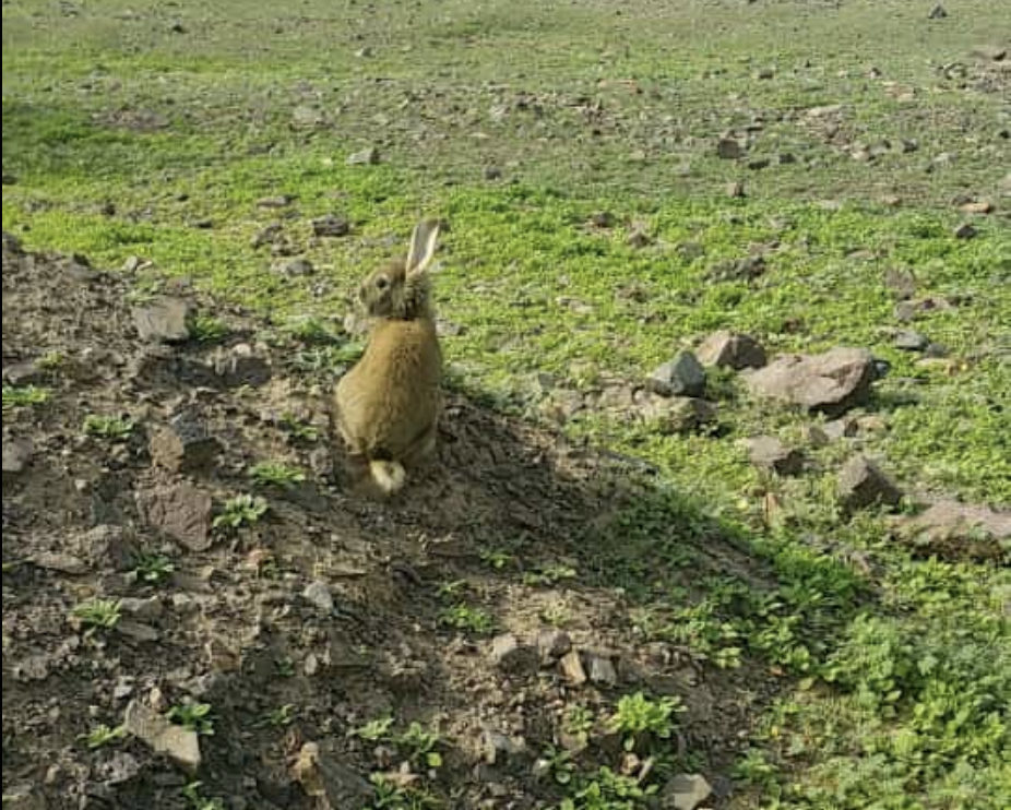 المليليح بين جيال المدينة المنورة